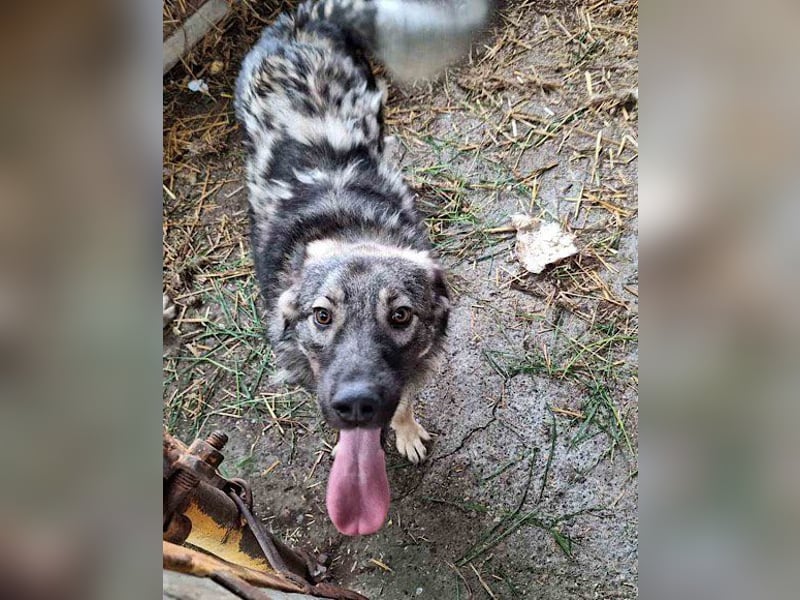 Zauberhafter Zorro- darf er einziehen?❤