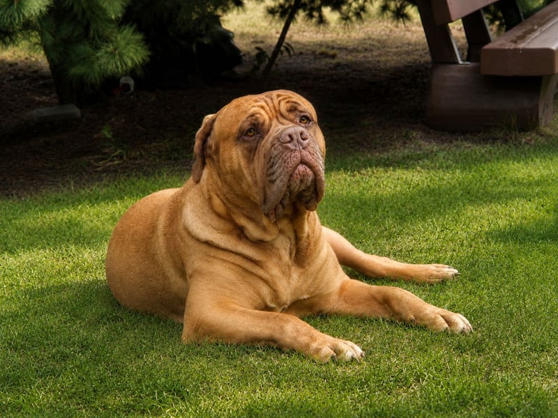 Deckrüde Bordeauxdogge × American Bulldog × Boxer Mix | 3 Jahre | 50 kg | 60 cm Schulterhöhe