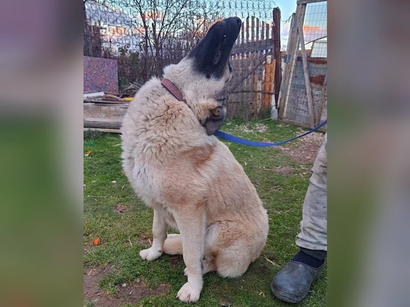 ♥Fly♥ eine herzliche, treue Fellfreundin