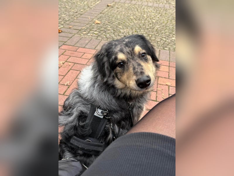 Sensibler Jungrüde ♥BALU♥ wartet schon in 59174 Kamen auf seine Für-Immer-Menschen