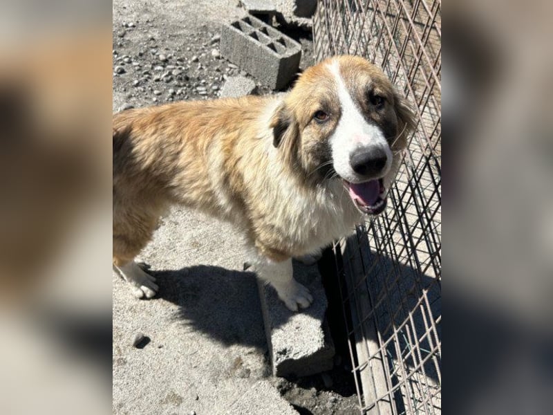 Lebensfroher Jonesy sucht Zuhause