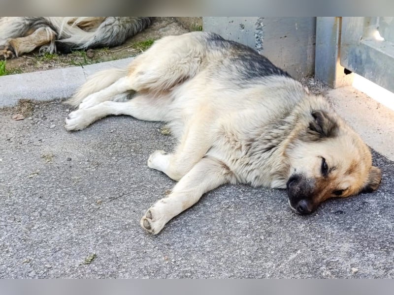 Liebste ♥ Lina ♥ so freundliche Hündin sucht Wärme und Treue