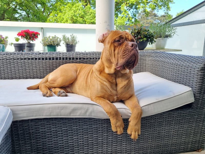Deckrüde Bordeauxdogge × American Bulldog × Boxer Mix | 3 Jahre | 50 kg | 60 cm Schulterhöhe