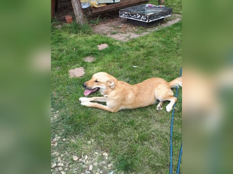 Blondie - Unser Mäuschen sucht eine Familie zum Lieb haben! 