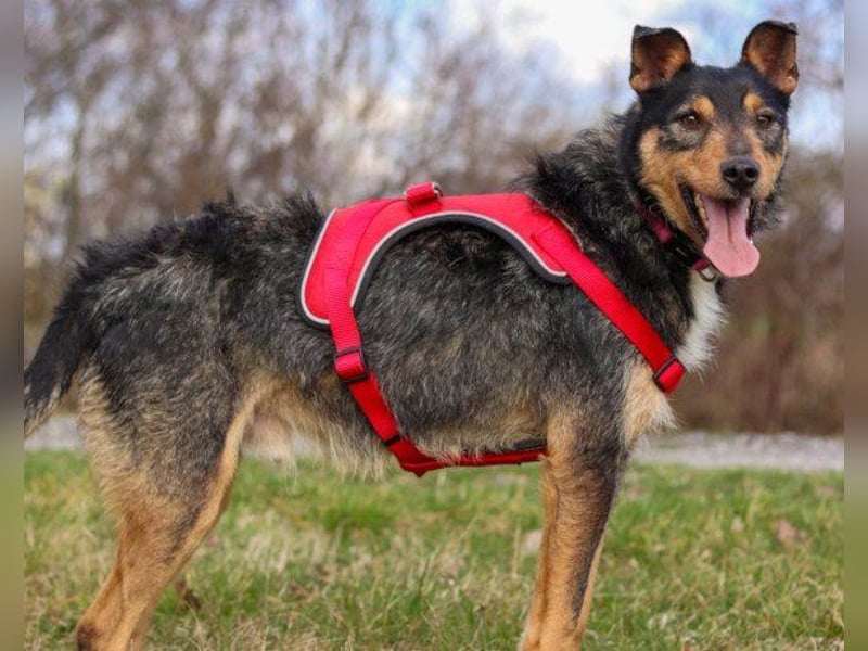 Schatz Teri: sehr freundlicher Gefährte Schatz Teri: sehr freundlicher Gefährte