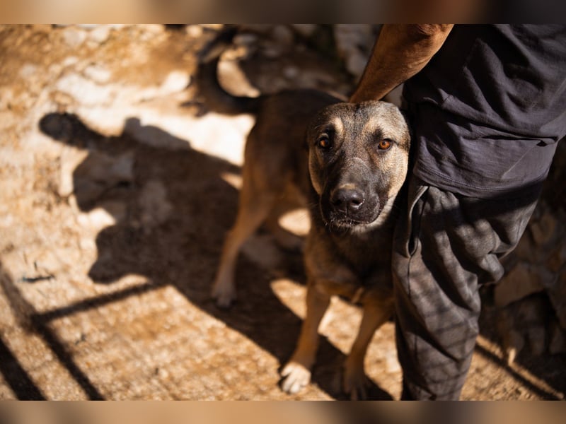 CharmingBoy ♥Luis♥ liebenswertes Fellherz