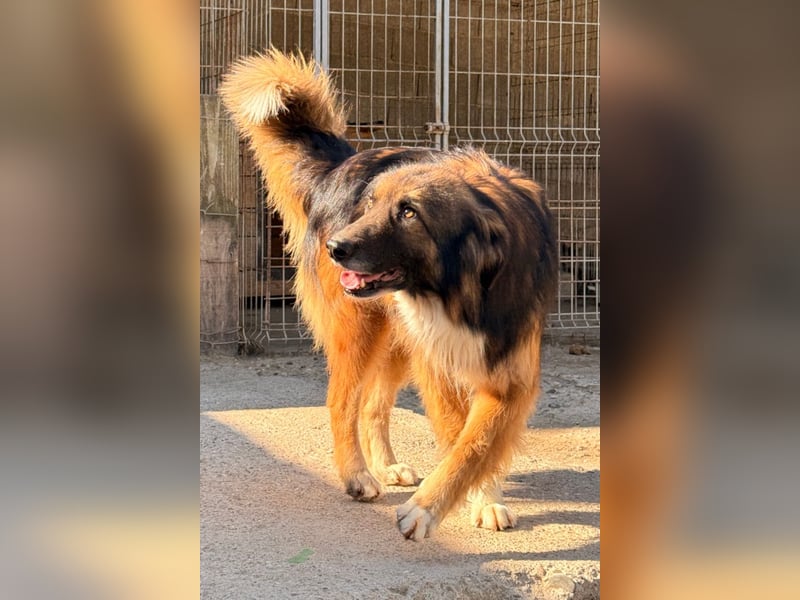 Bogo ♥️ ungeschliffener Schatz auf 4Pfoten