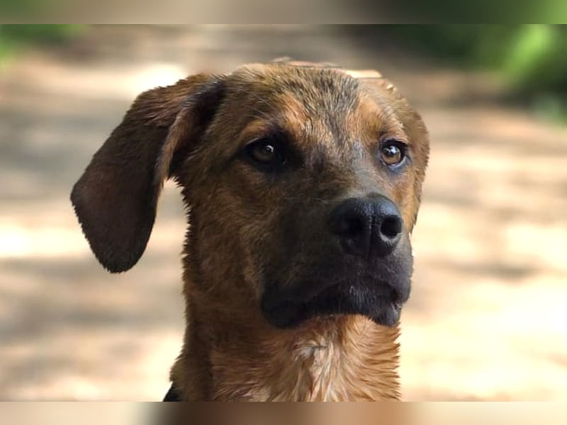 LASKO❤️charmanter, cleverer Hundebub wartet schon in 22559 Hamburg!