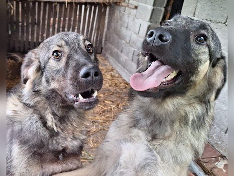 Schenkst du Buster ein tolles Zuhause?