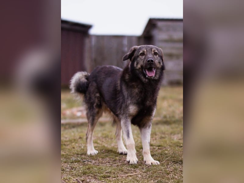 Zauberhafter Zorro-darf er einziehen? ❤