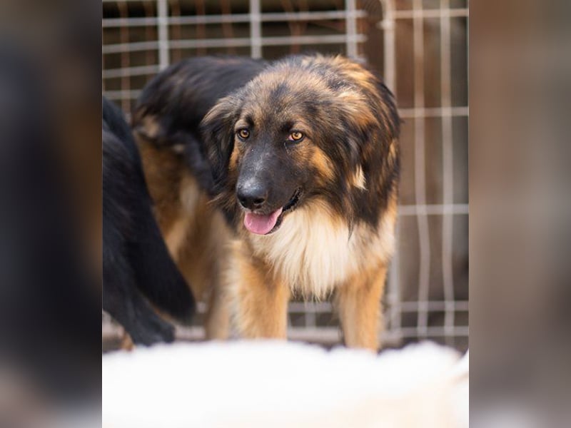 Bogo ♥️ ungeschliffener Schatz auf 4Pfoten