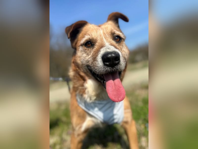 Floki ❤️ freundlich & so menschenbezogen