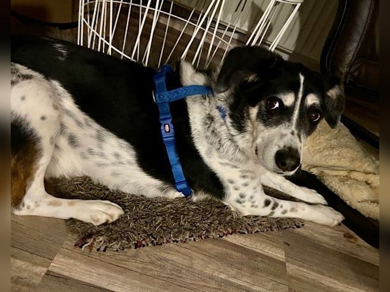 Liebster OldBoy ♥Rocky♥ wartet in 21640 Bliedersdorf auf sein so verdientes Lebensglück