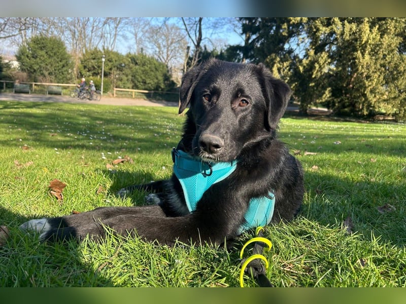 Cosmo - junger charmanter Schäfi-Mix-Bub wartet bereis in 55116 Mainz