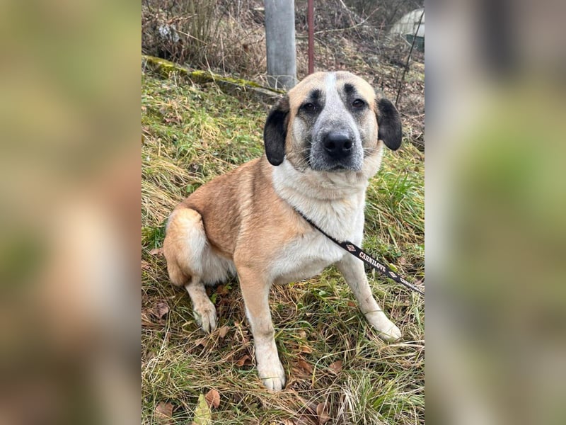 Liebste ♥ Tina ♥ aktive und kinderfreundliche Familienhündin