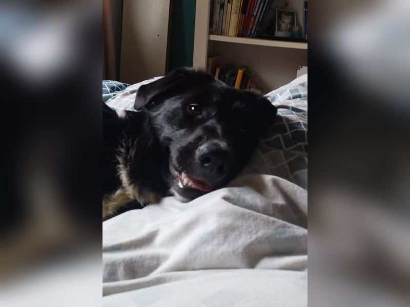 Sienna - fröhlicher Schäfi-Mix, wartet bereits in 45289 Essen