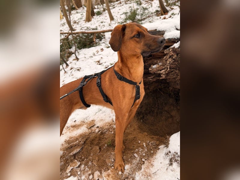 charmanter LASKO❤️in 22559 Hamburg, dringend Für-Immer-Zuhause gesucht