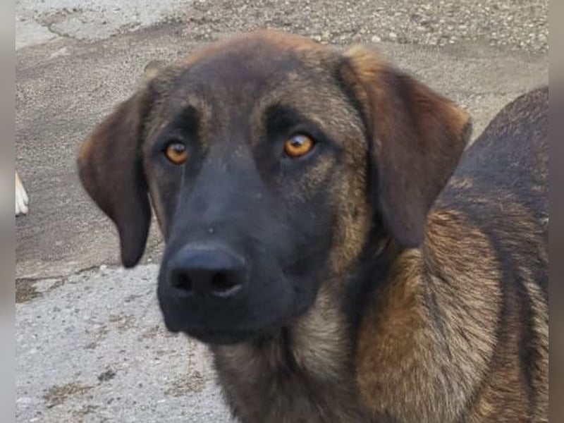 Kleiner, feiner Pico ❤️ sucht Schutz & Liebe Kleiner, feiner Pico ❤️ sucht Schutz & Liebe