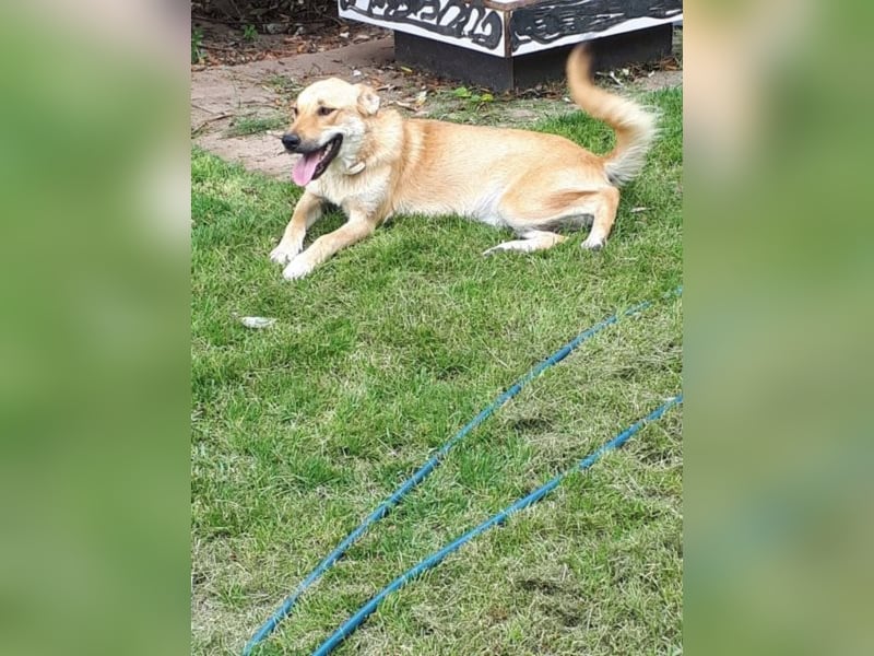 Blondie - Unser Mäuschen sucht eine Familie zum Lieb haben! 