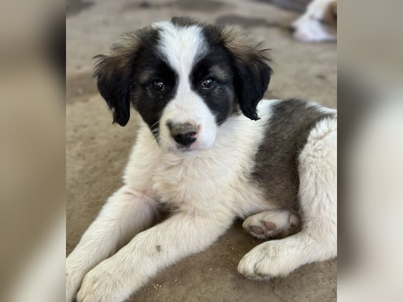 Lando, geb. ca. 02/2025, lebt in GRIECHENLAND, auf einer privaten Pflegestelle