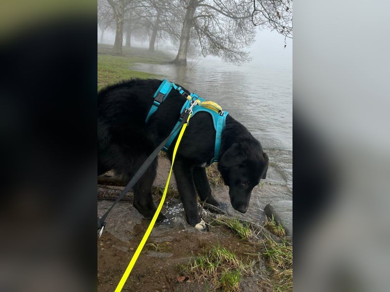 Cosmo - junger charmanter Schäfi-Mix-Bub wartet bereis in 55116 Mainz