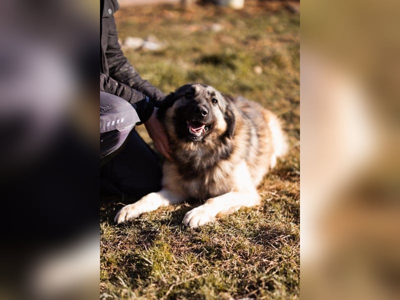 Schenkst du Buster ein tolles Zuhause?