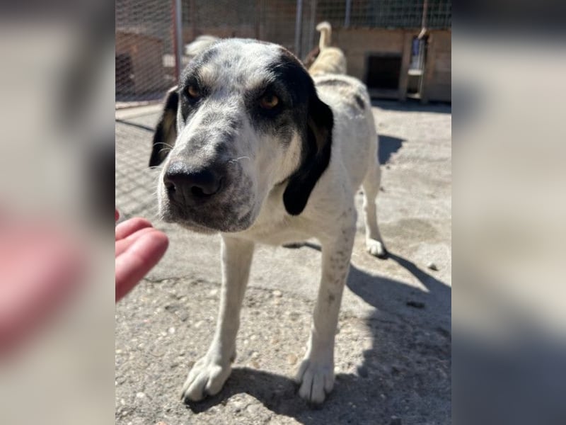 Ananda ❤️ liebe, treue Fellfreundin fürs Leben