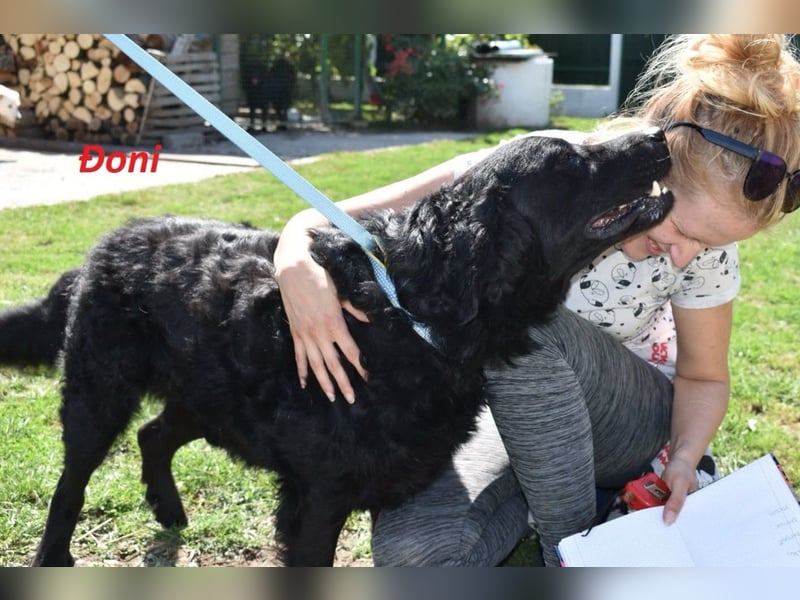 OldBoy  Đoni  sucht seine treuen Menschen