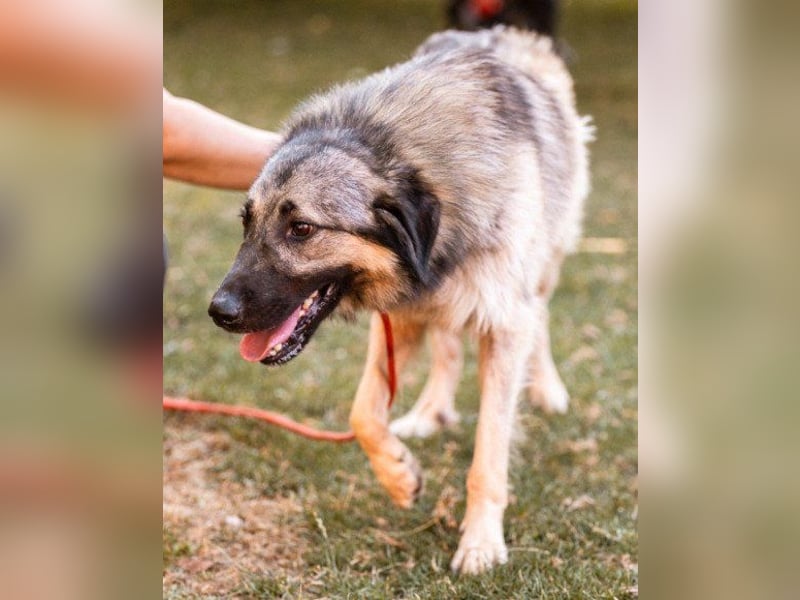 Schenkst du Buster ein tolles Zuhause?