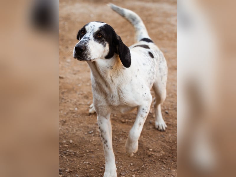 Ananda ❤️ liebe, treue Fellfreundin fürs Leben