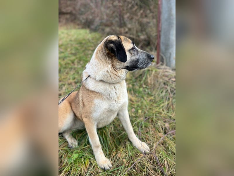 Liebste ♥ Tina ♥ aktive und kinderfreundliche Familienhündin
