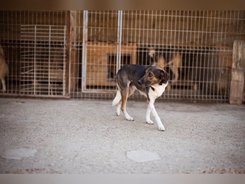 ROBI❤️zauberhafter, lieber Hundejunge, zurückhaltend und sozial