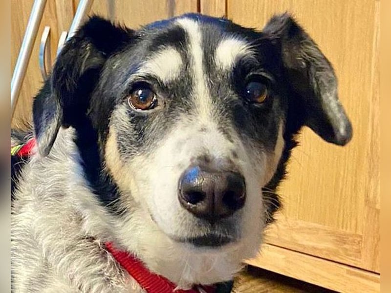 Liebster OldBoy ♥Rocky♥ wartet in 21640 Bliedersdorf auf sein so verdientes Lebensglück