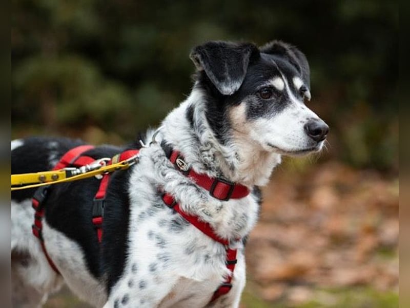 Liebster OldBoy ♥Rocky♥ wartet in 21640 Bliedersdorf auf sein so verdientes Lebensglück