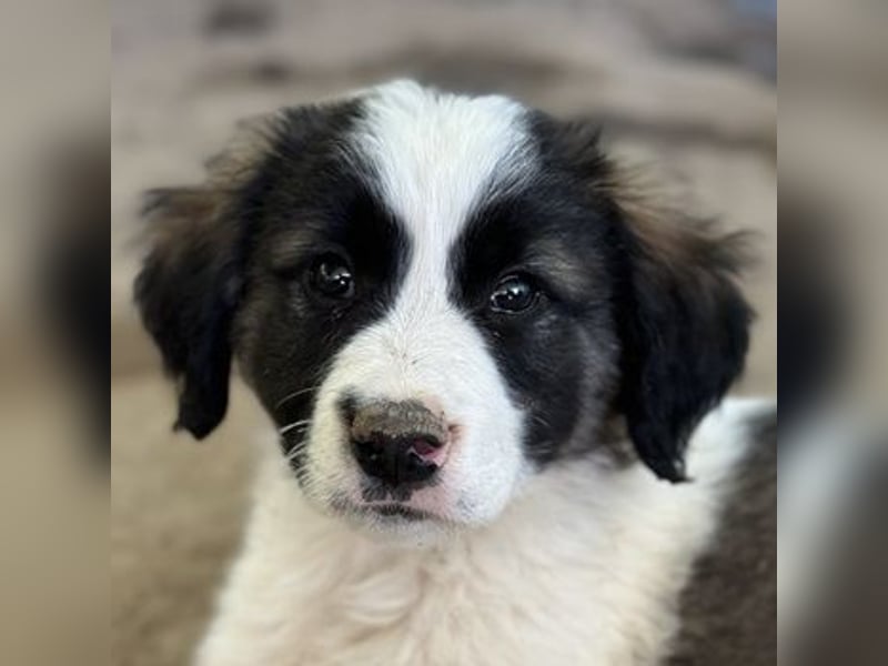 Lando, geb. ca. 02/2025, lebt in GRIECHENLAND, auf einer privaten Pflegestelle