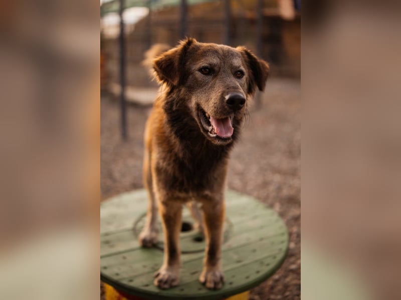 Jungrüde ♥ Casper ♥ toller, treuer Hundejunge