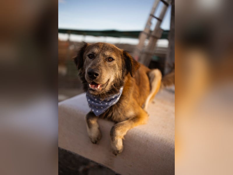 Jungrüde ♥ Casper ♥ toller, treuer Hundejunge