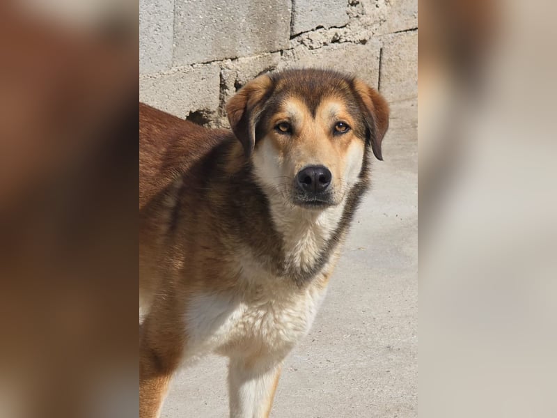 Luki ❤️ so lieber, schüchterner & sensibler Rüde