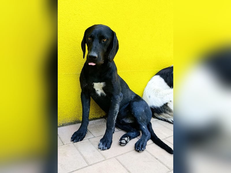 KOVU❤️sozialer Mischlingsjunge sucht Liebe, Nähe und ein Zuhause