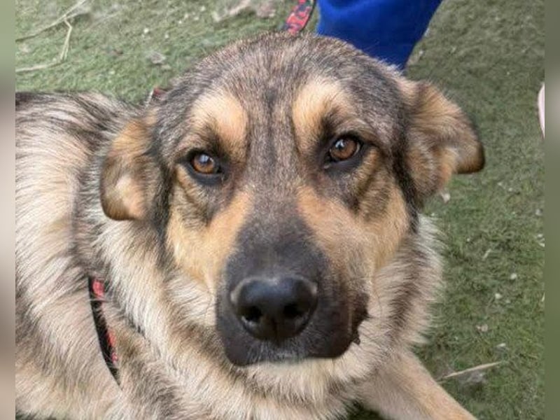 Mix-Rüde ♥Marco♥ ein Familienhund; ein Herz von Hund