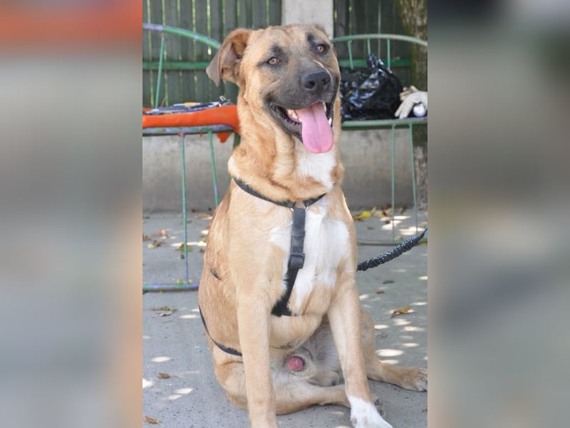 Jungrüde Mephisto - aktiv-schmusig = Familienhund