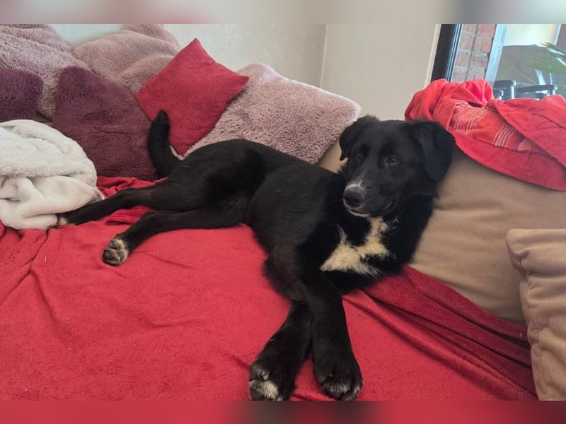 Sienna - fröhlicher Schäfi-Mix, wartet bereits in 45289 Essen