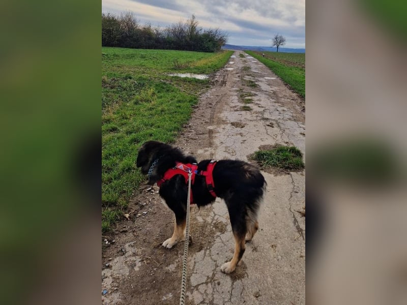 Aramis ❤️ wartet in 50169 Kerpen auf dich