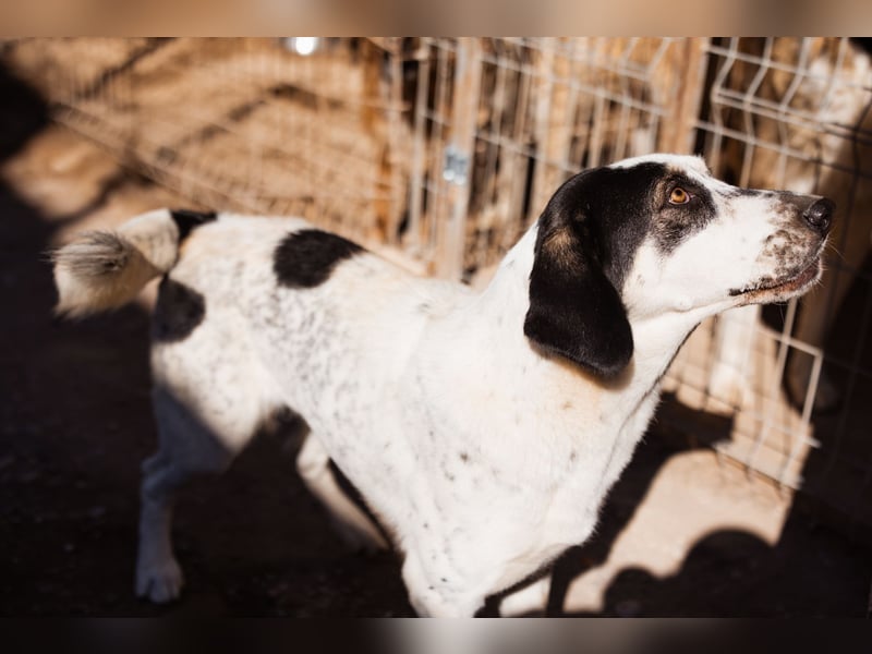 Ananda ❤️ liebe Fellfreundin fürs Leben