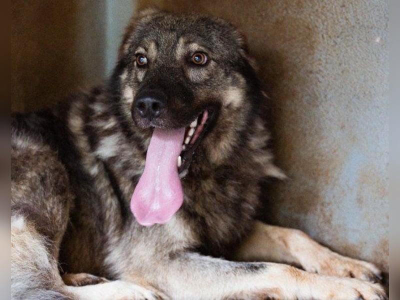 Zauberhafter Zorro- darf er einziehen?❤