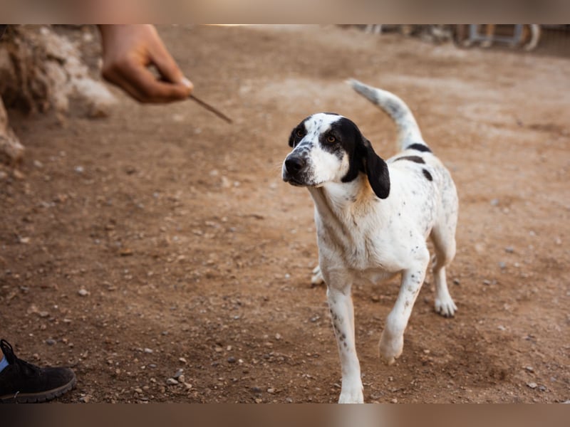 Ananda ❤️ liebe, treue Fellfreundin fürs Leben