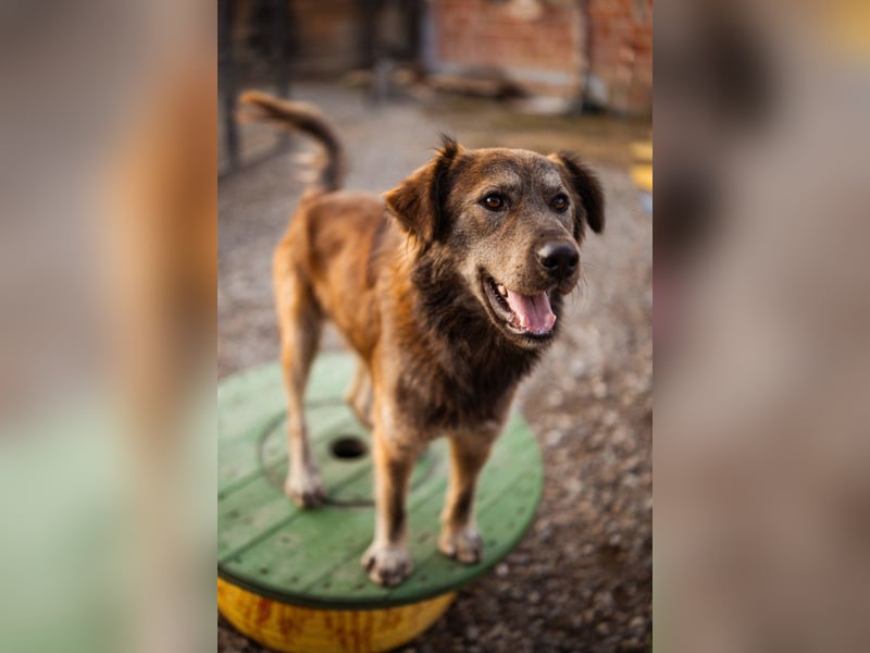Jungrüde ♥ Casper ♥ toller, treuer Hundejunge
