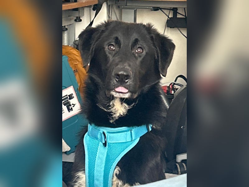 Cosmo - junger charmanter Schäfi-Mix-Bub wartet bereis in 55116 Mainz