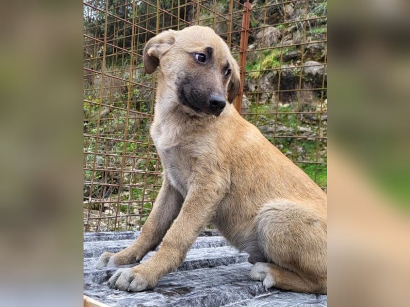 SCHLAUBI❤️smarter, kluger und entzückender Fellnasen-Fratz!