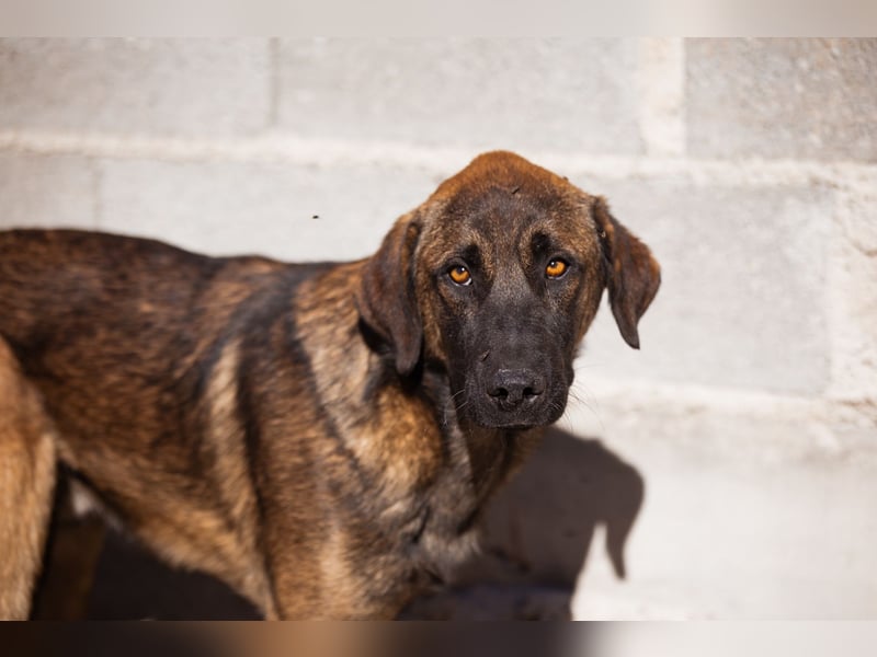 Kleiner, feiner Pico ❤️ sucht Schutz & Liebe Kleiner, feiner Pico ❤️ sucht Schutz & Liebe